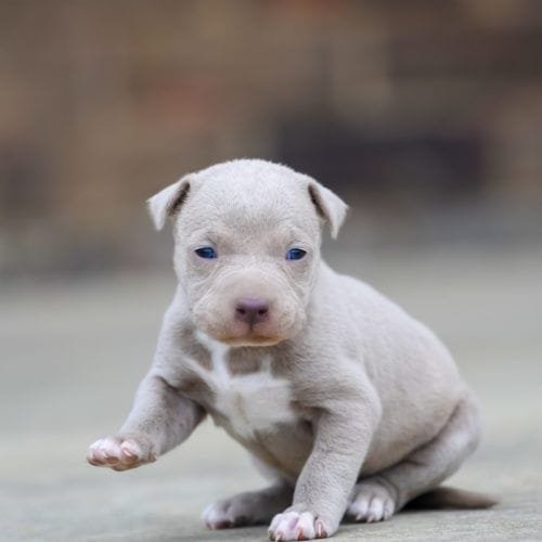 Pitbull Price In Kolkata