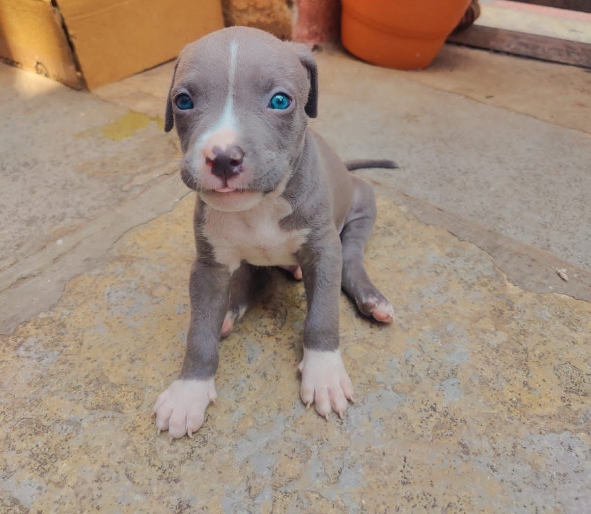 Pitbull Female price in Kolkata