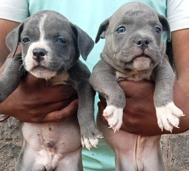 Pitbull Male Price in Kolkata
