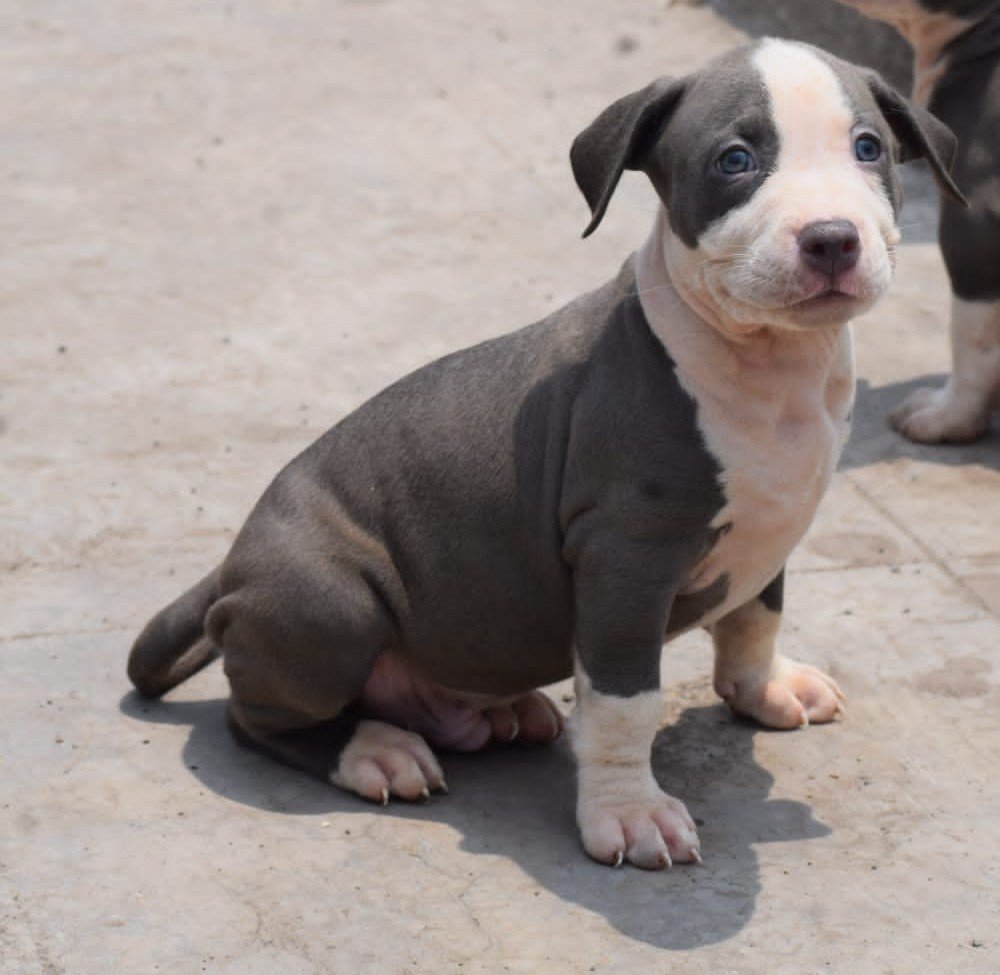 Pure Breed Pitbull price in Kolkata