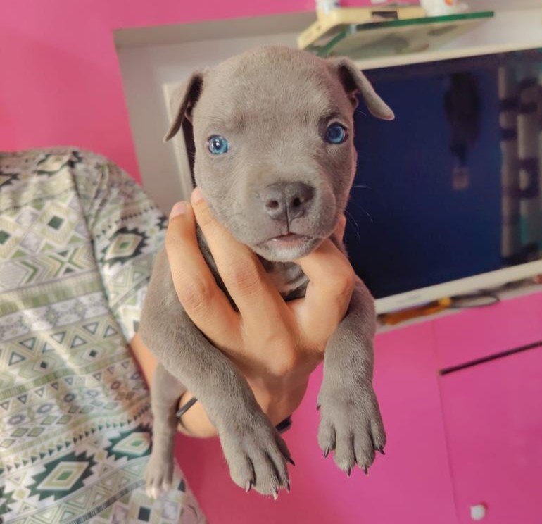 Pitbull online price in Kolkata
