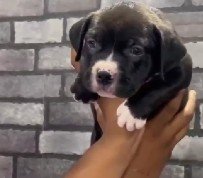 Pitbull dog breeder in mumbai