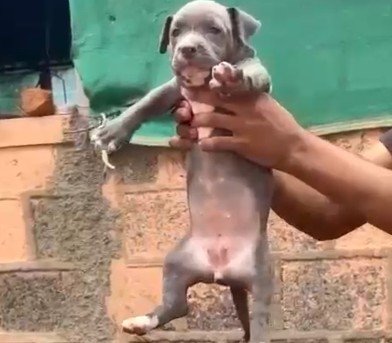 Pitbull price in mumbai