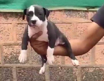 good quality Pitbull price in mumbai