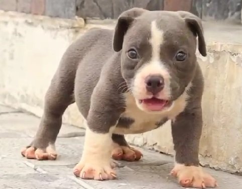 Pitbull male price in pune