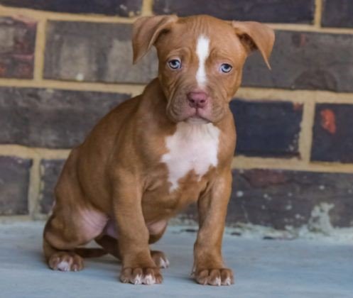 Pitbull dog breeder price in pune