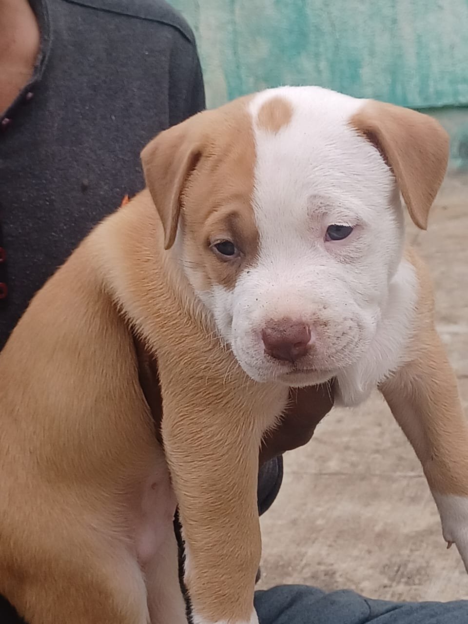 Pitbull puppies price in pune