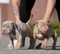 Pitbull dog price in pune