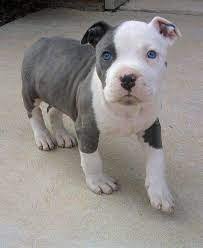Pitbull Female price in Vizag