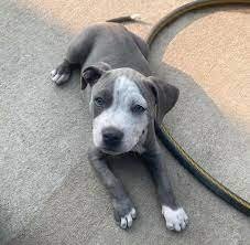 Pitbull Male Price in Vizag