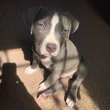 Pure Breed Pitbull price in Vizag