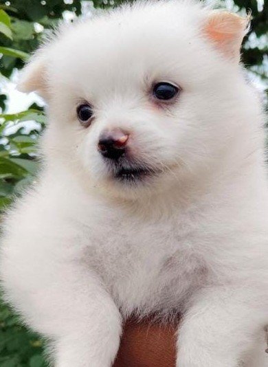 Pomeranian Price In Ahmedabad