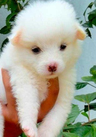 Pomeranian dog breeder in Ahmedabad