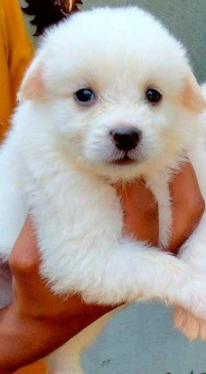 Pomeranian Female price in Ahmedabad
