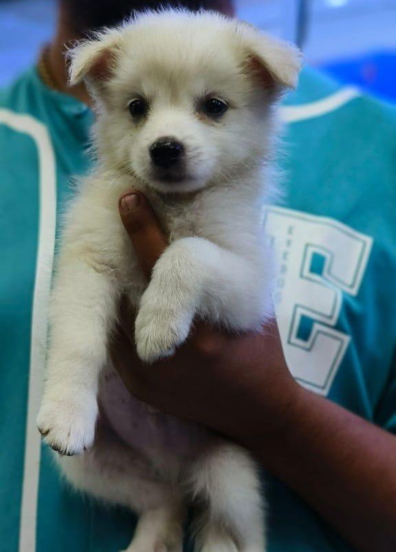 Pomeranian Male Price in Ahmedabad