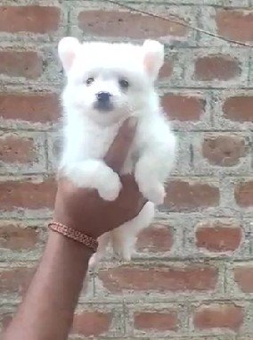 Pure Breed Pomeranian price in Ahmedabad