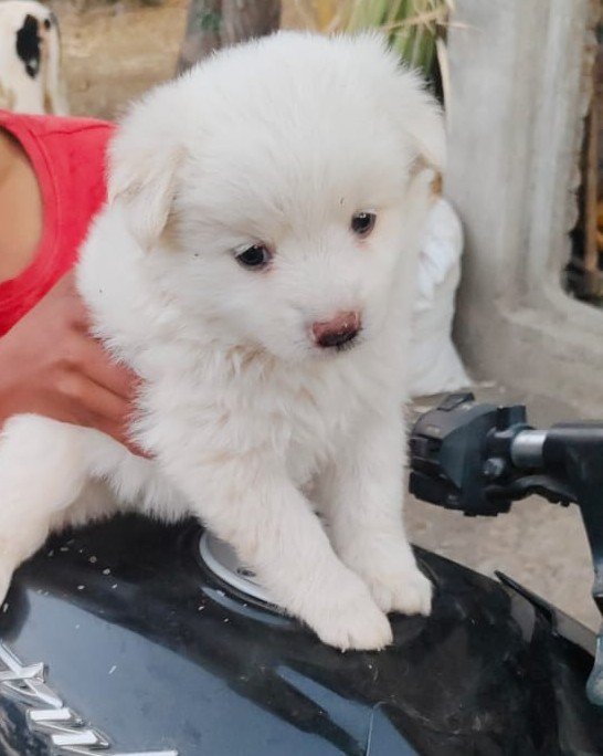 Pomeranian online price in Ahmedabad