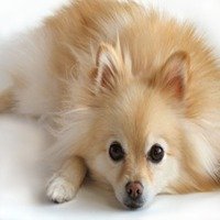Pomeranian Price In Bangalore