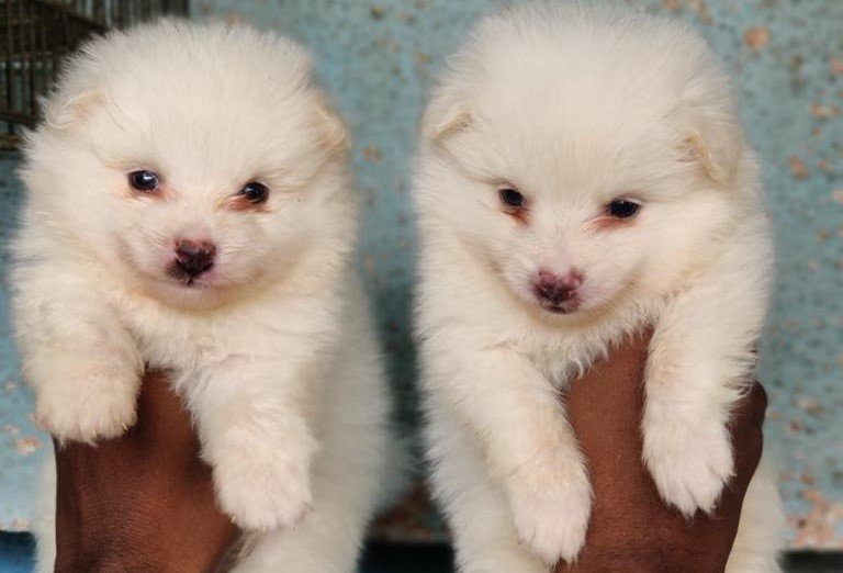 Pomeranian dog breeder in Bangalore
