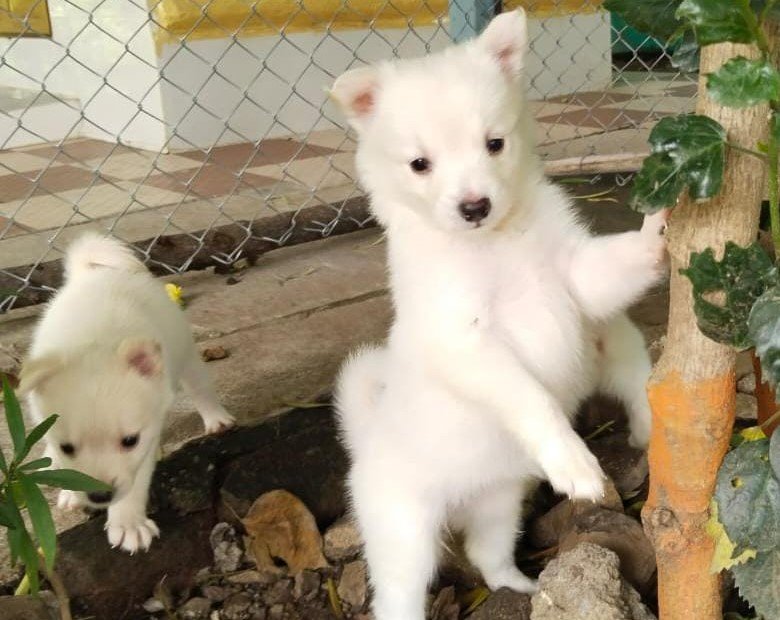 Pomeranian Female price in Bangalore