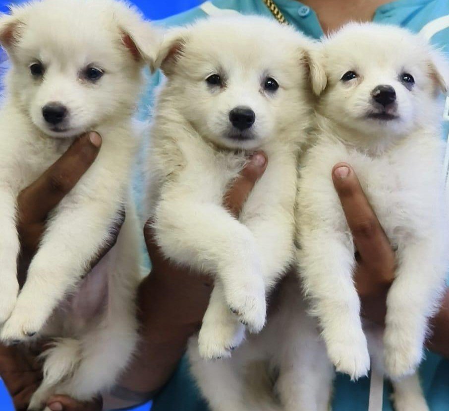 Pomeranian Male Price in Bangalore
