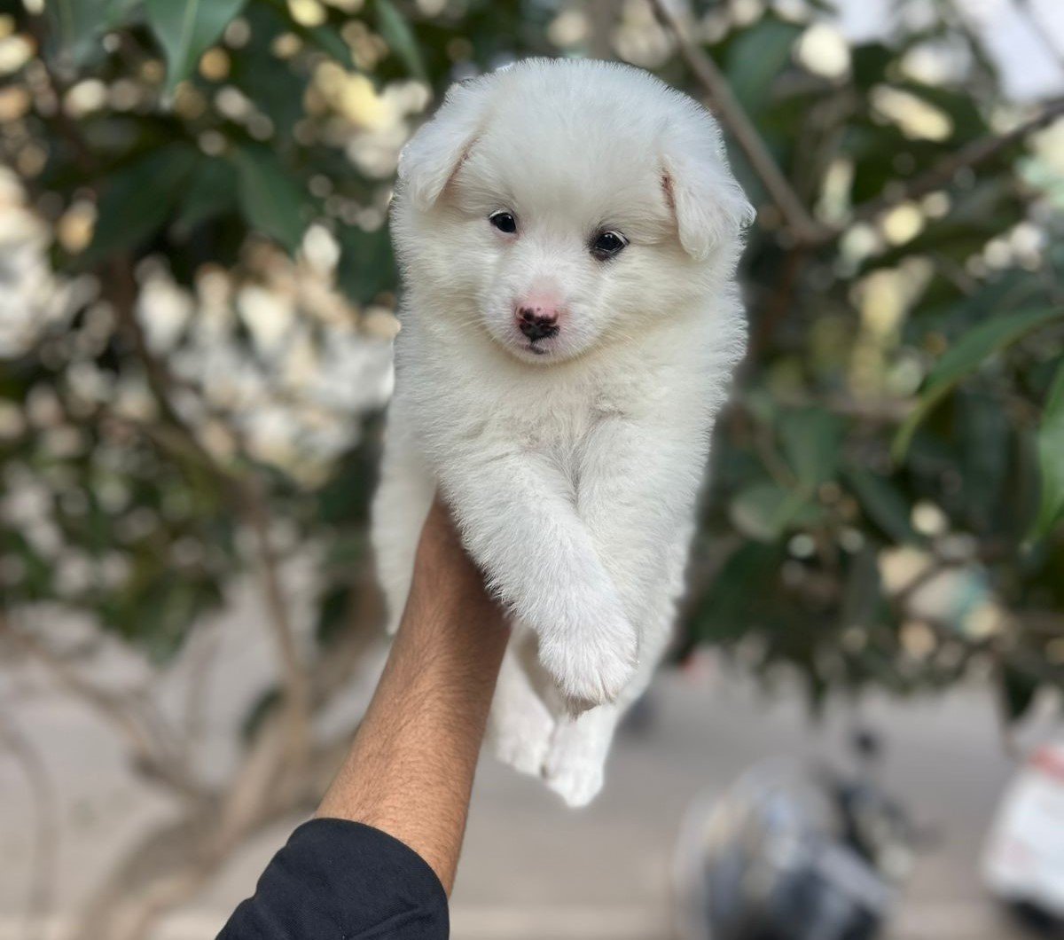 Pure Breed Pomeranian price in Bangalore