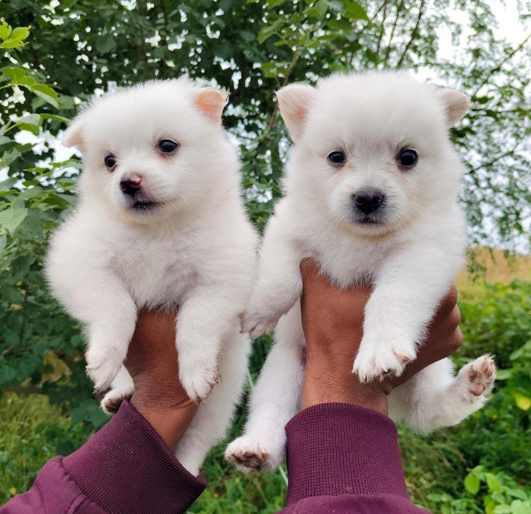 Pomeranian online price in Bangalore