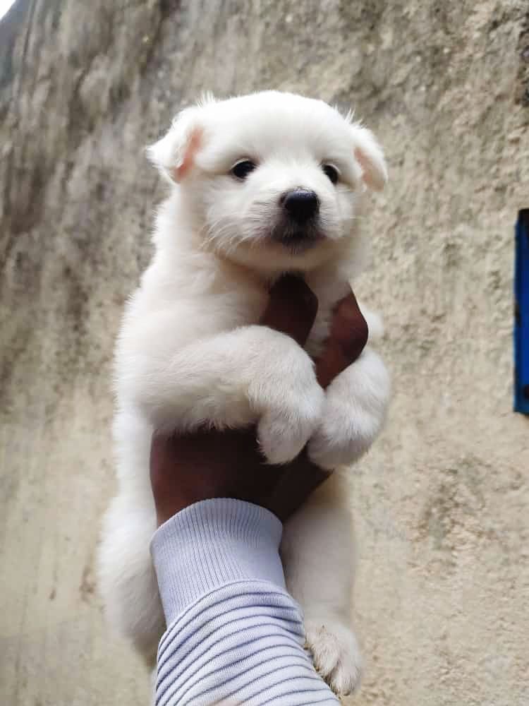 Pomeranian Price In Chennai