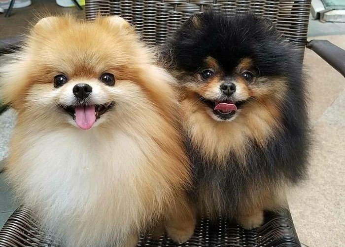 Pomeranian dog breeder in Chennai