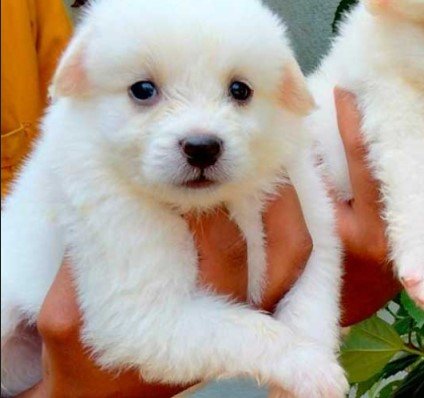 Pomeranian Male Price in Chennai