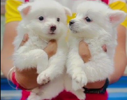 Pure Breed Pomeranian price in Chennai