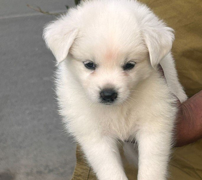 Pomeranian online price in Chennai