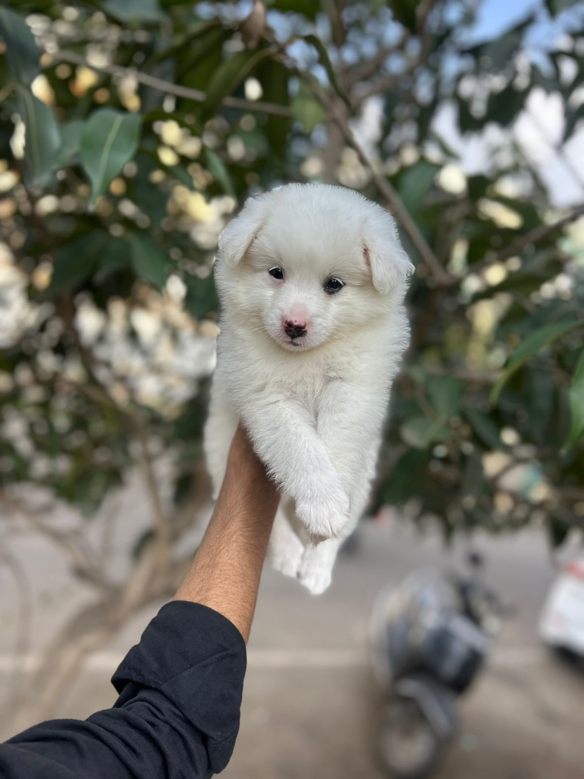 pomeranian for sale in goa