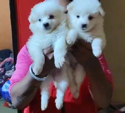Pure Breed Pomeranian price in Hyderabad