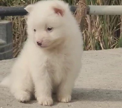 Pomeranian Male Price in Hyderabad