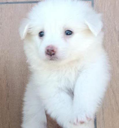 Pomeranian Price In Hyderabad