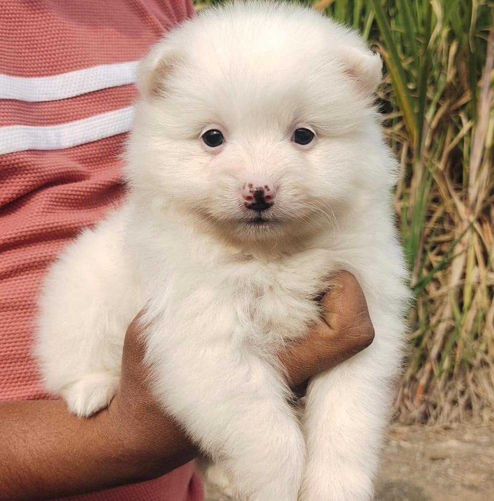Pomeranian Price In Hyderabad