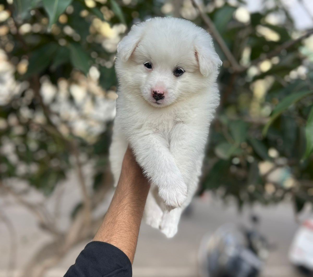 Pomeranian dog breeder in india