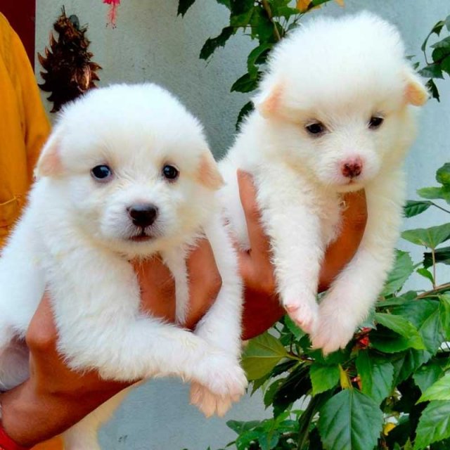 Pomeranian Price In Kolkata