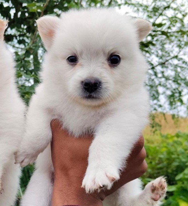 Pomeranian dog breeder in Kolkata