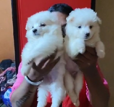 Pomeranian Female price in Kolkata