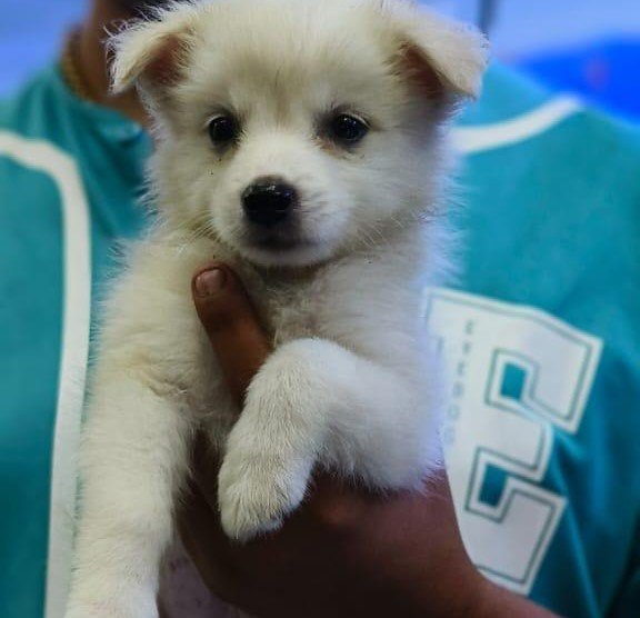 Pomeranian Male Price in Kolkata