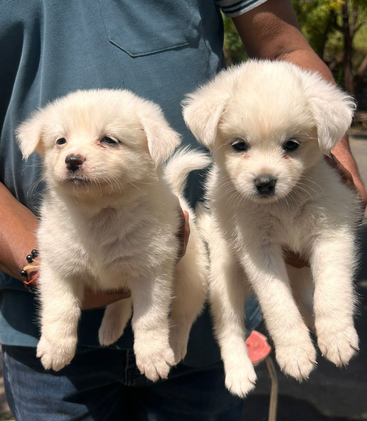 Pure Breed Pomeranian price in Kolkata