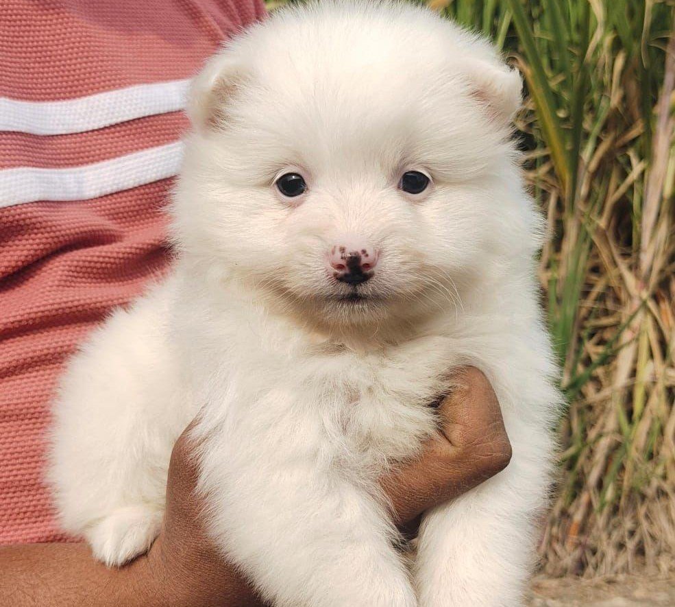 Pomeranian online price in Kolkata