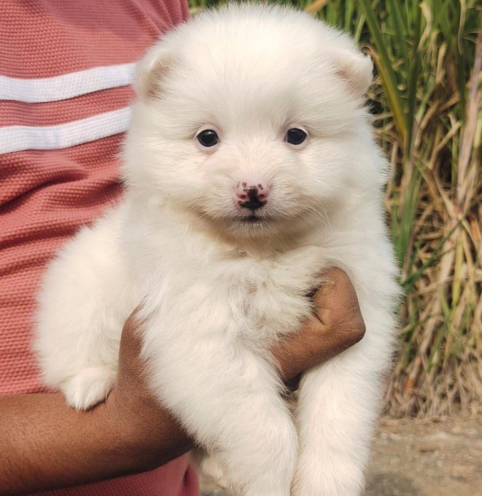 Pomeranian price in mumbai