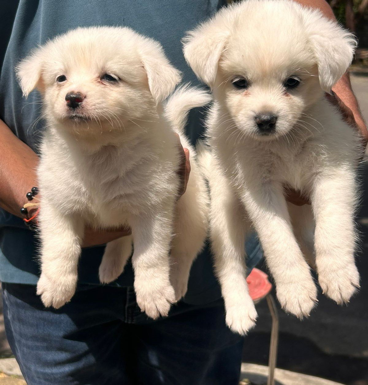 Pomeranian male price in mumbai