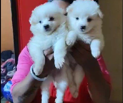 Pomeranian dog breeder in mumbai