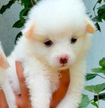 Pomeranian  price in mumbai