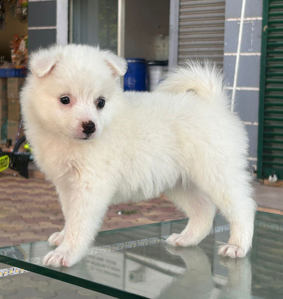 Pomeranian price in pune