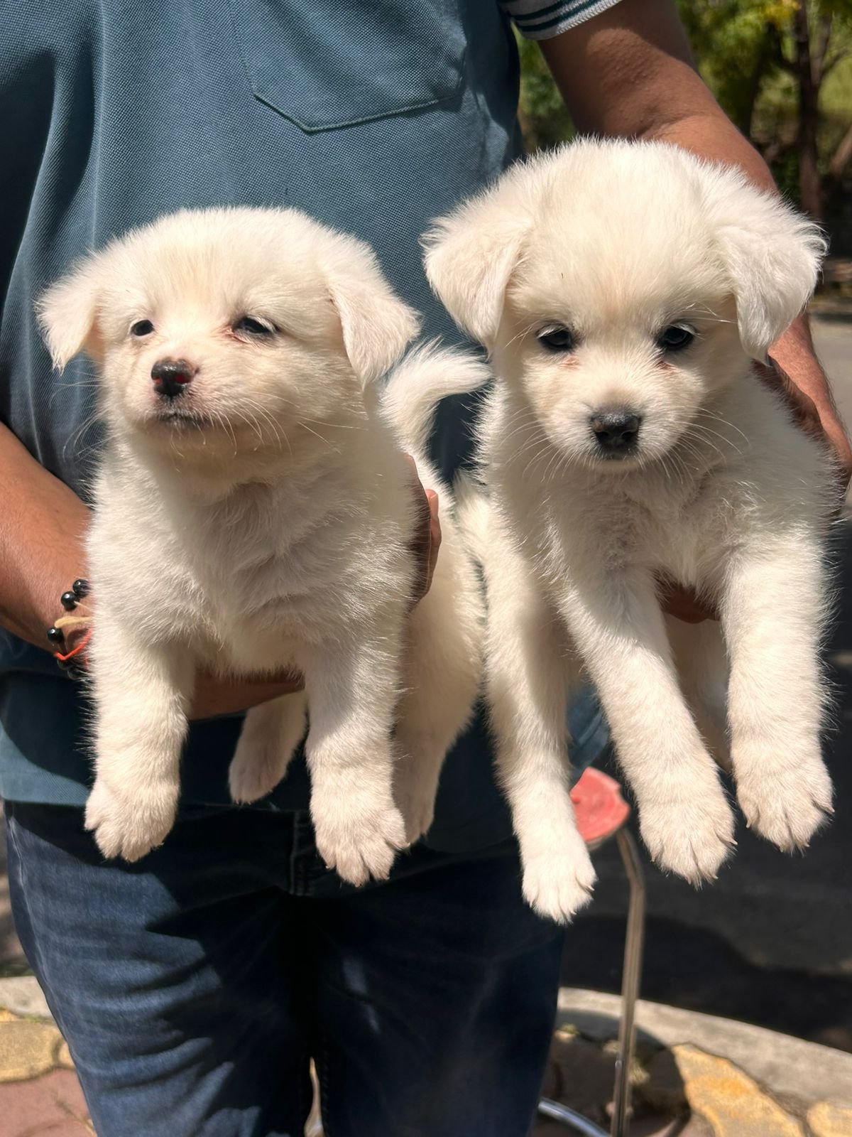 Pomeranian male price in pune